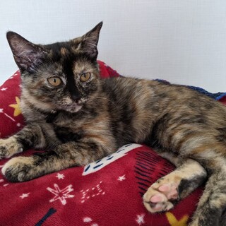 スリスリ♡ゴロゴロ♡　目力強めのサビ猫　モネ♀