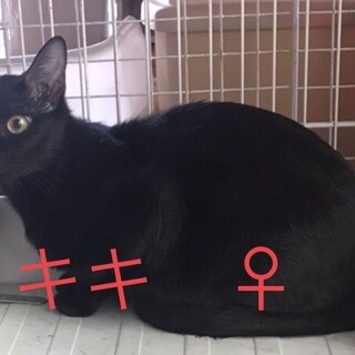 ありがとうございました★黒猫　キキちゃん