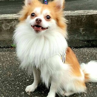 【募集一旦停止】チワポメmixの歩くん