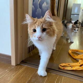 決定☆『キュル』いつでも大音量のゴロゴロ