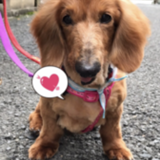 モカ穏やかで優しいトライアルです