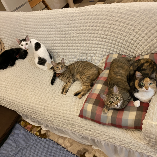 おかやまこななのカバー写真