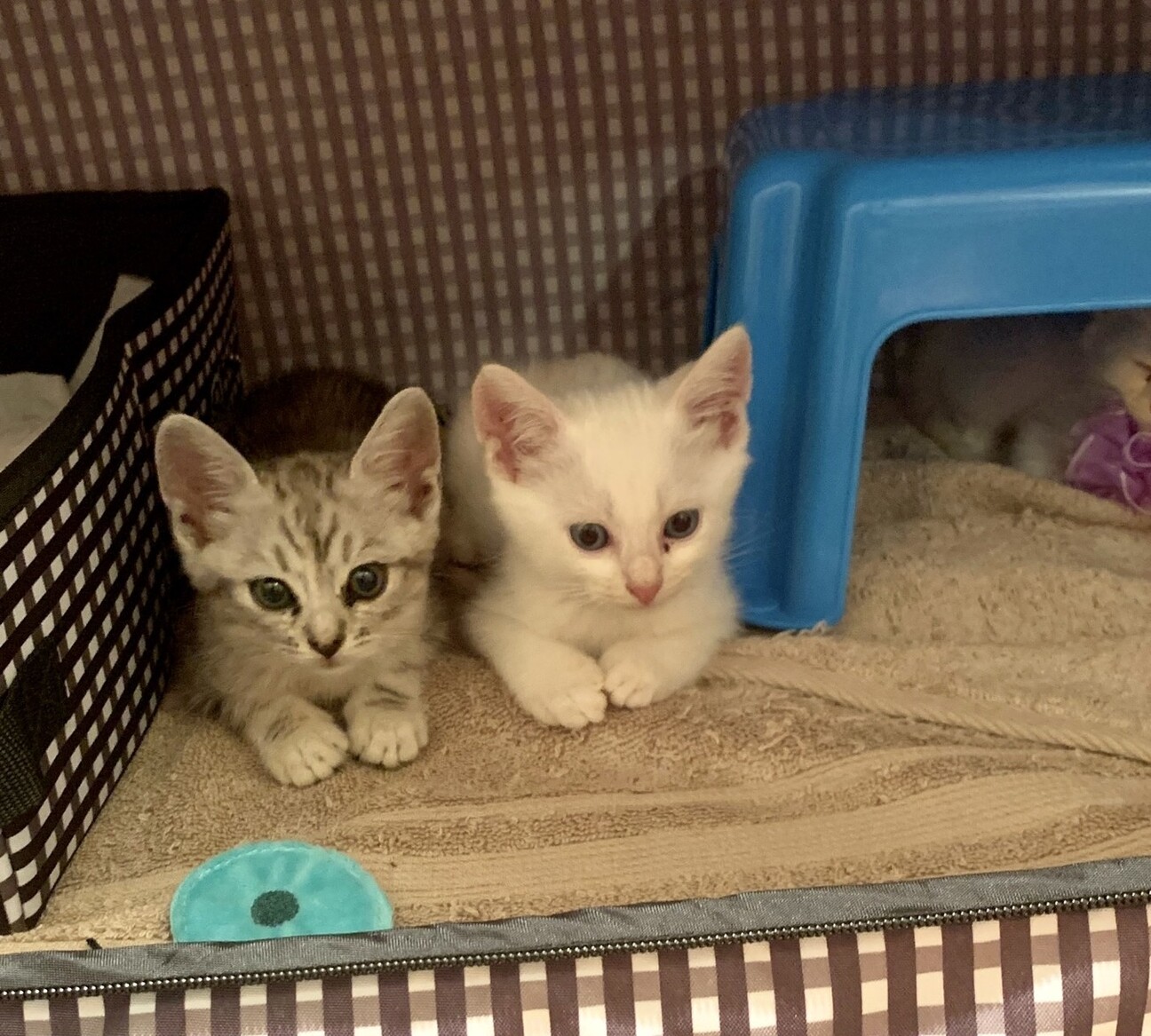 ブルーアイの1カ月半子猫 東京都 猫の里親募集 ペットのおうち 月間利用者150万人 ブルーアイの1カ月半子猫 東京都 猫の里親募集 ペットのおうち 月間利用者150万人