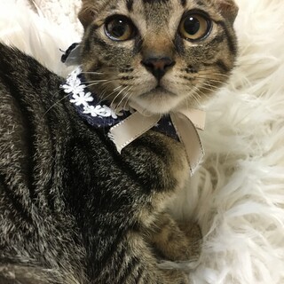 河川敷で保護したかわいいキジ猫さん