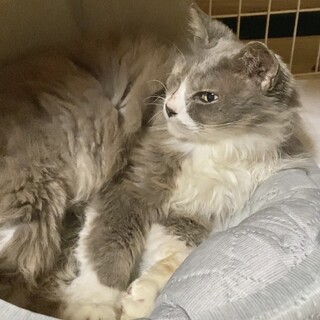 人懐っこい雌猫です(ハンディキャップ有り)