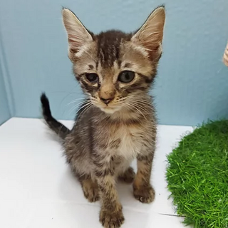 きじトラ｢3s102｣ SKU： 3s102