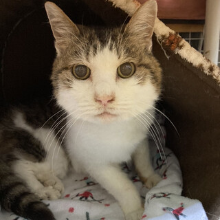 まる顔で可愛い大人猫さん