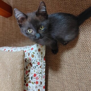 人慣れ抜群美人黒猫ちゃん