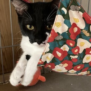 イケメン兄弟、弟（多分）（募集一時停止）