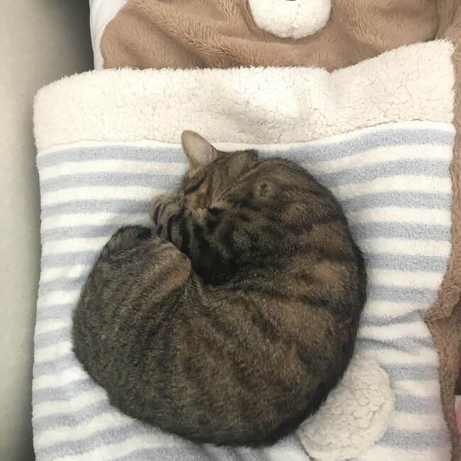 めめりこのカバー写真