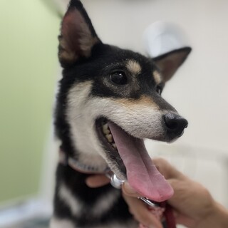 おとなしく明るい！豆黒柴犬の女の子