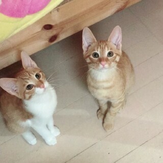 タレ目なちゃとら子猫♂