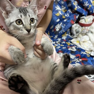 甘えん坊のイケメン君