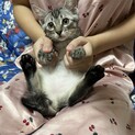 ボブテイルの可愛いサバトラちゃん