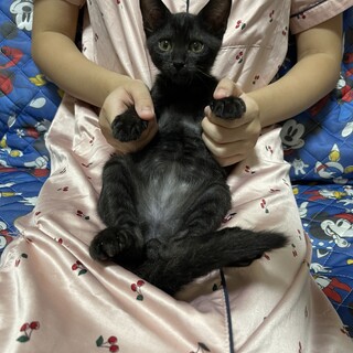 超絶甘えん坊な黒猫くん