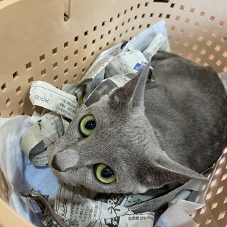 ロシアンブルーのおはぎちゃん♪