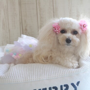 Candy Buppieのワンピース