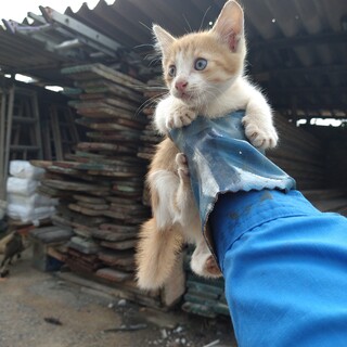 ハチワレ①　やんちゃ