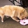 家族が決まりました サムネイル2