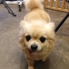 家族が決まりました サムネイル3