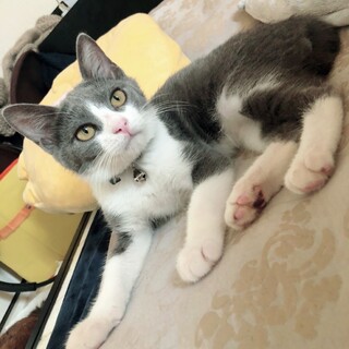 アイライン。美グレーハチワレ♂子猫