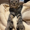 人大好きでゴロゴロお膝猫のうずくん