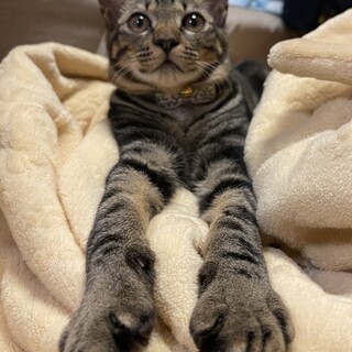 人大好きでゴロゴロお膝猫のうずくん