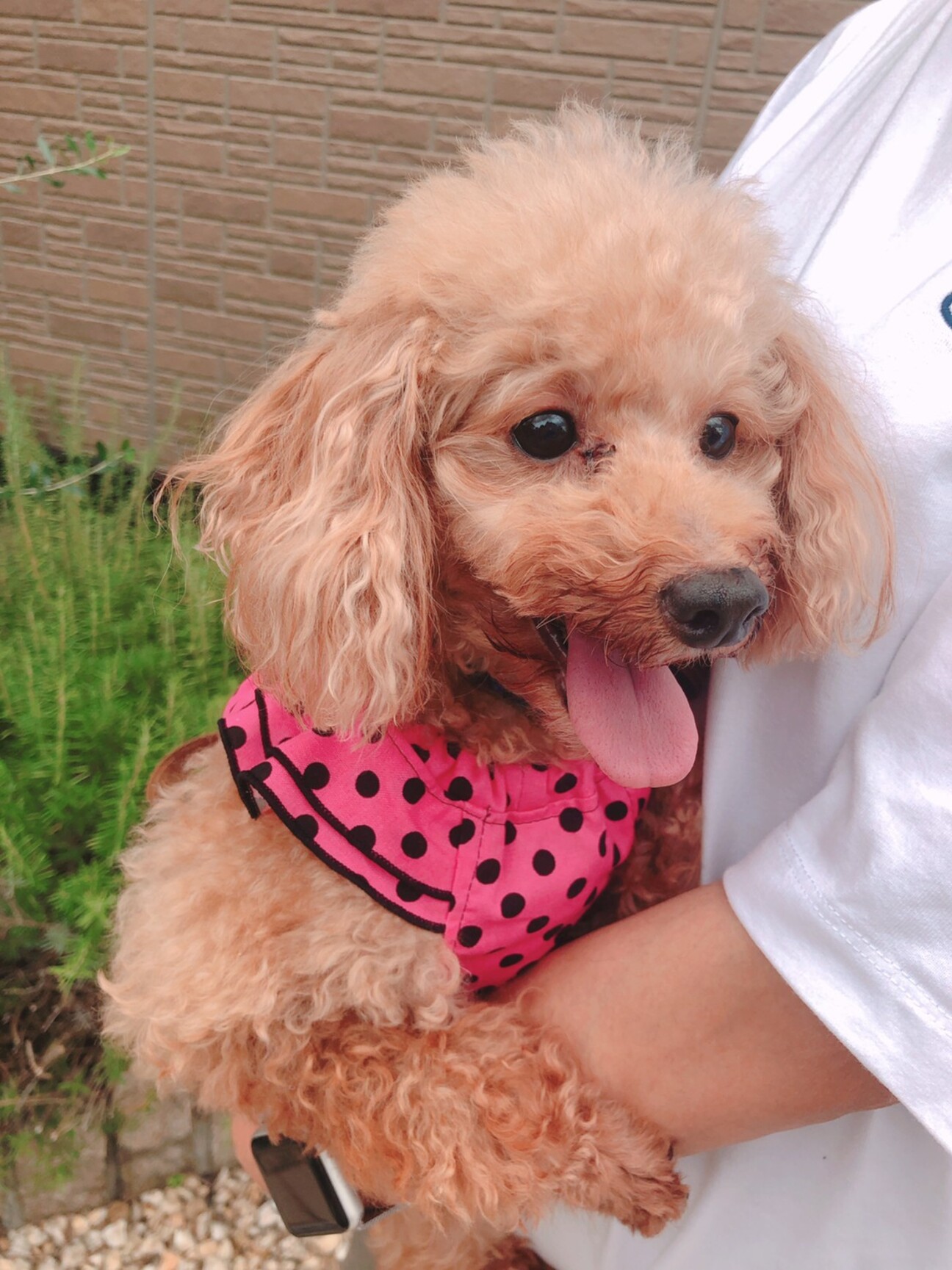 レッドトイプードル女の子 大阪府 犬の里親募集 ペットのおうち 月間利用者150万人