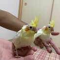 オカメインコの雛