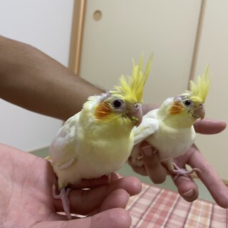 オカメインコの雛