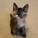 サビ猫のエルちゃん