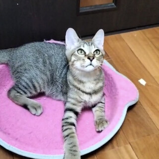 里親決定しました