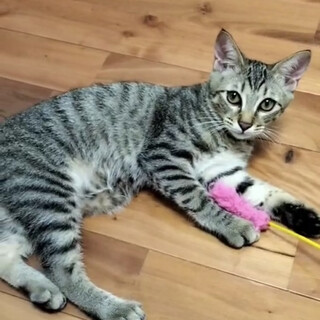 里親決定しました