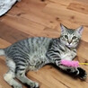 里親決定しました サムネイル3