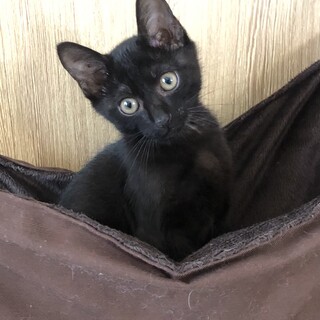 黒猫ちょっとシマ模様の子猫の里親を募集します。