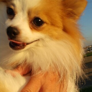 【募集一旦停止します】チワポメmix晴斗くん