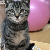 マーニャ