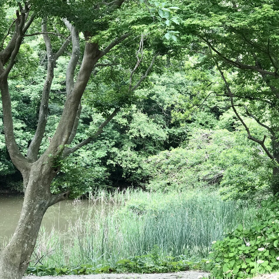 キャリィのカバー写真