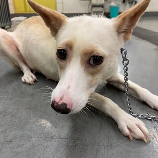 犬舎出産ママ野犬こげみちゃん