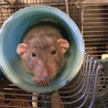 はる