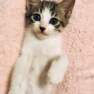 お鼻におマメのベビーフェイス☆マメくん