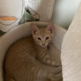 ゆっくり家族になってくださる方募集中！