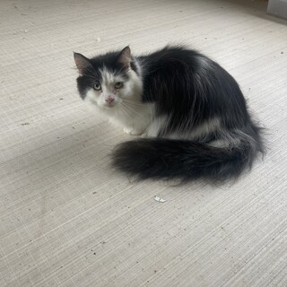 雑種3歳女の子のご応募です。