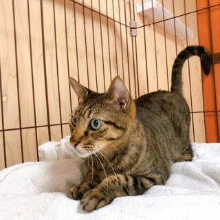 スラっとイケメンෆ⃛ちびくろくん