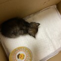 子猫