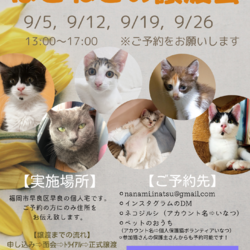 ほごねこの譲渡会in福岡市