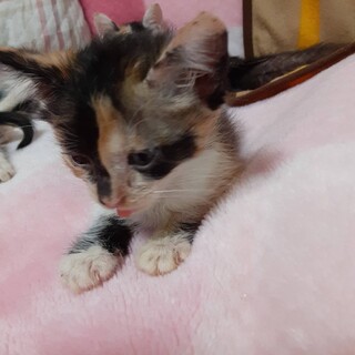 急募