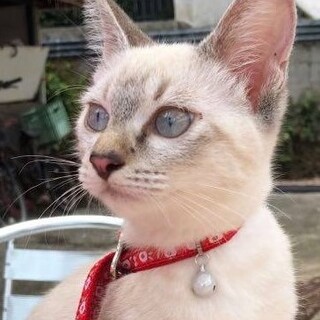 一緒にシャワーをする、シャム系マリーちゃん！