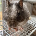 デクー オス 可愛がってくれる方募集中です！