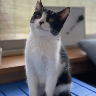 ハチワレ元気な人懐っこい仔猫です